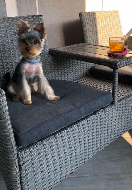 Pets are welcome as well! 🤩🤩🤩